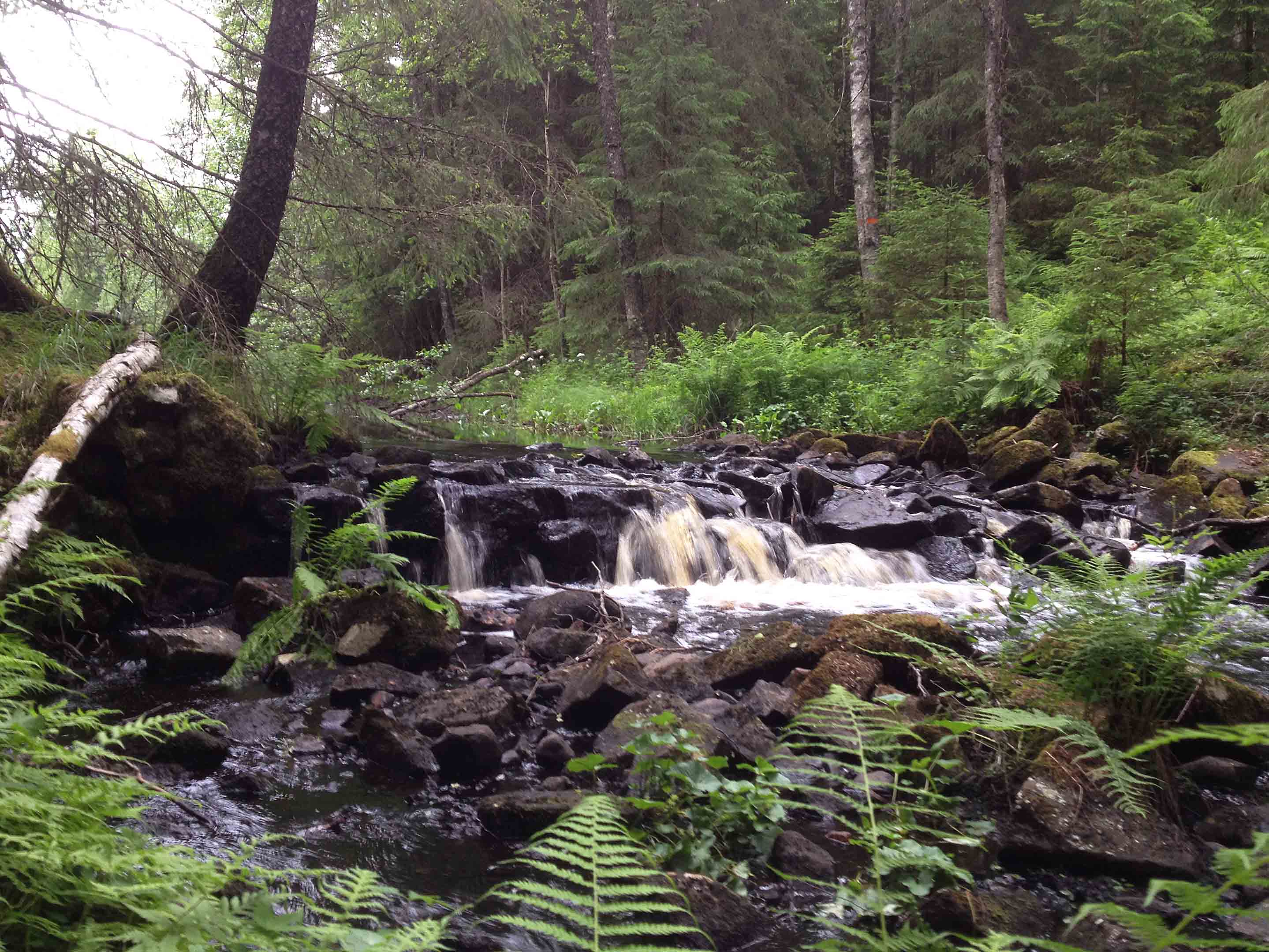 Dammen i Hässelåsa