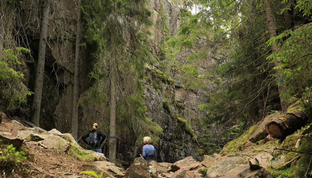 Vandring i skog