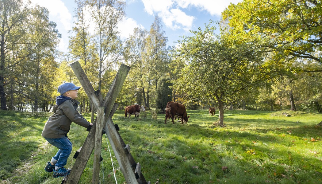 Pojke som kollar in i kohage
