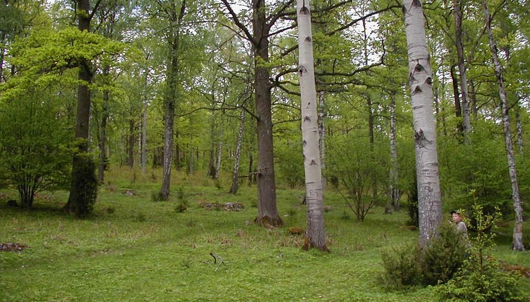 En grön skog
