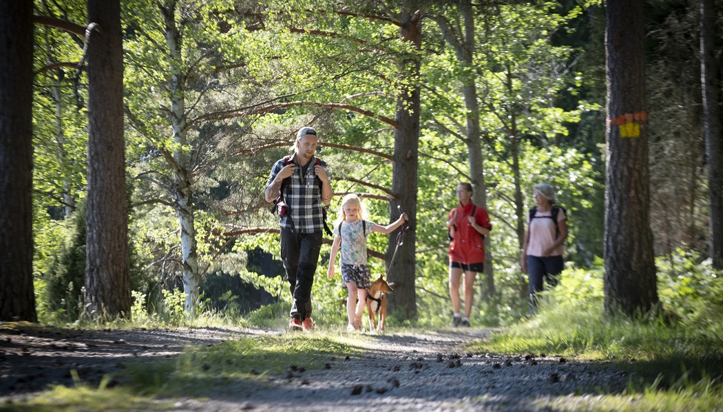 Personer som vandrar i skogen.