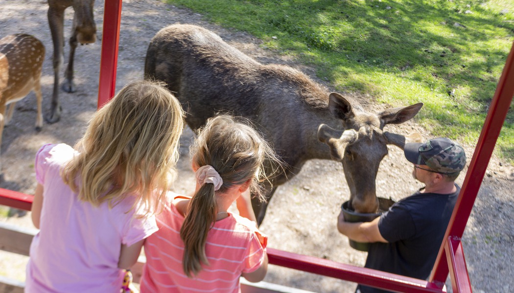 Tjejer som tittar på när en älg matas