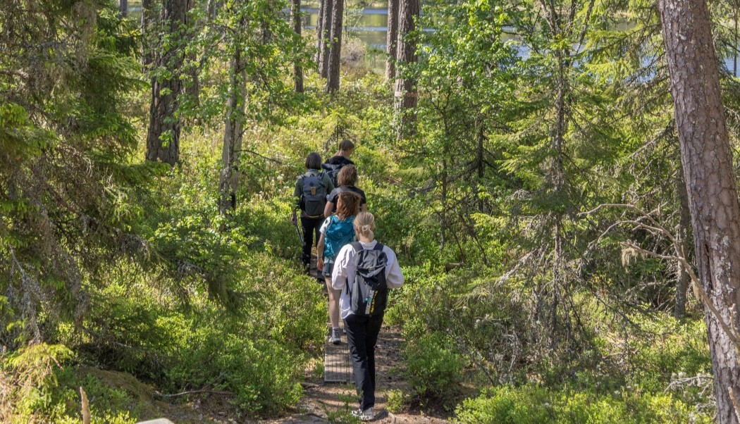 Vandrare i skogen