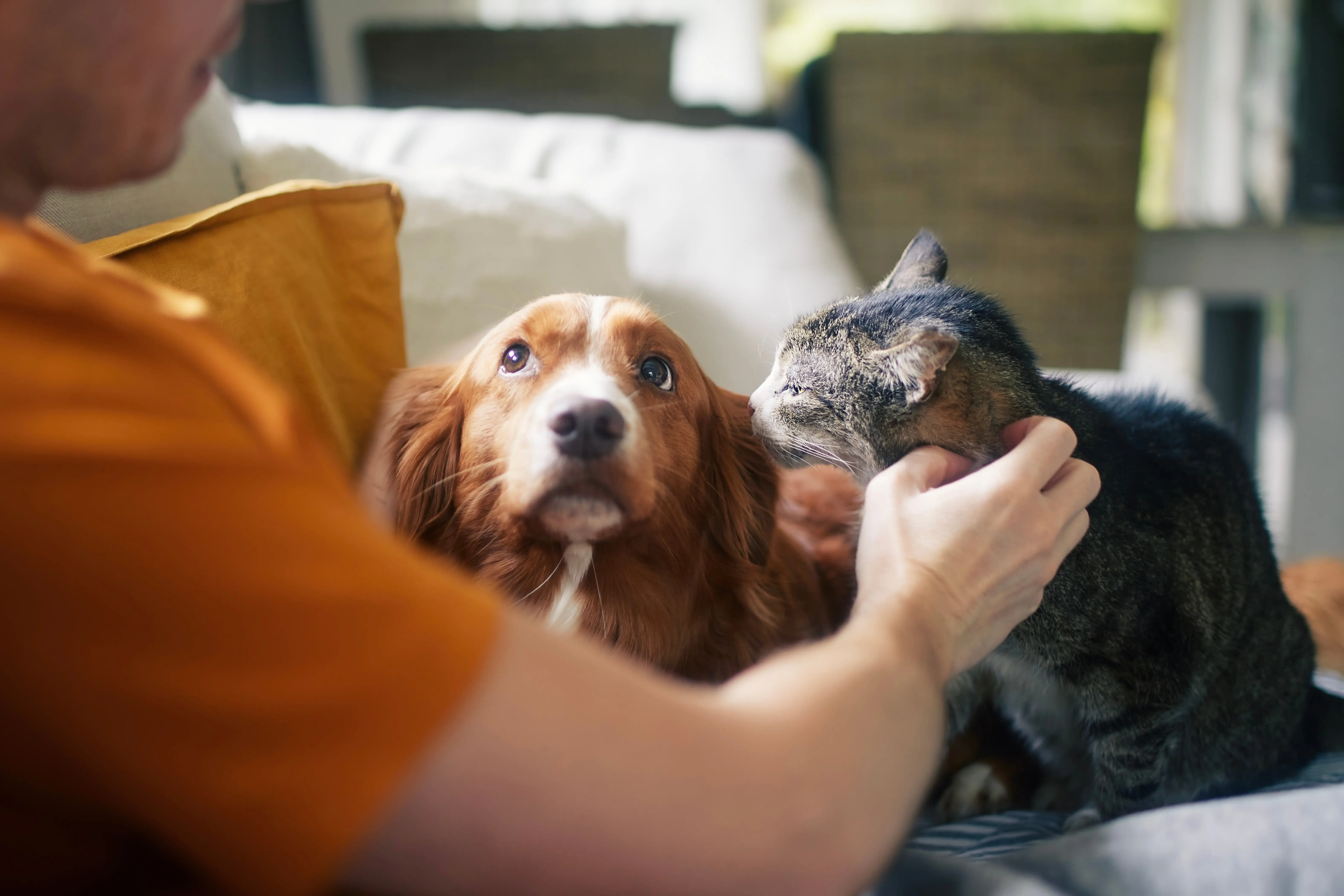 Katt och hund i husses knä.
