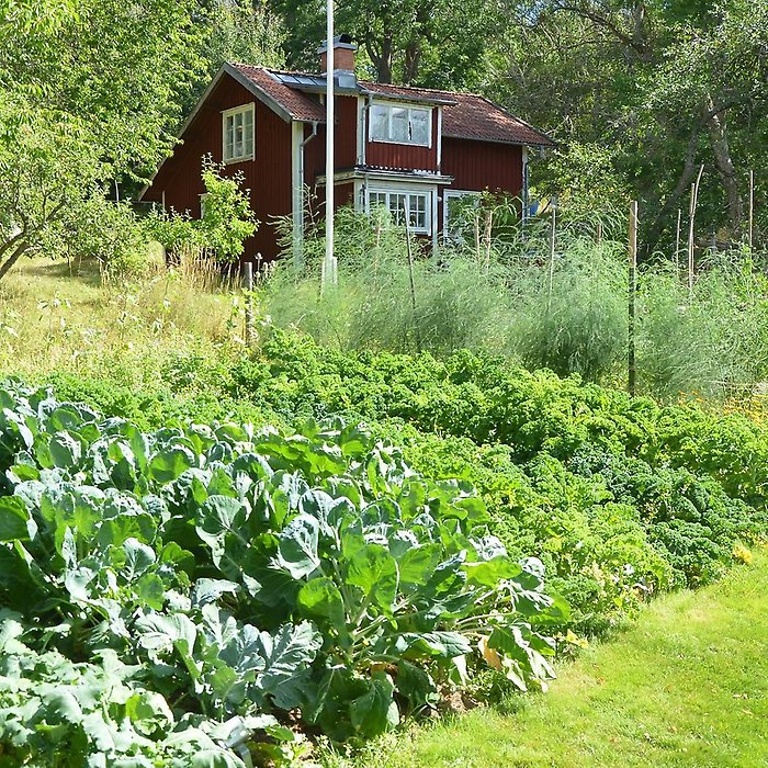 Fobos trädgård med växter